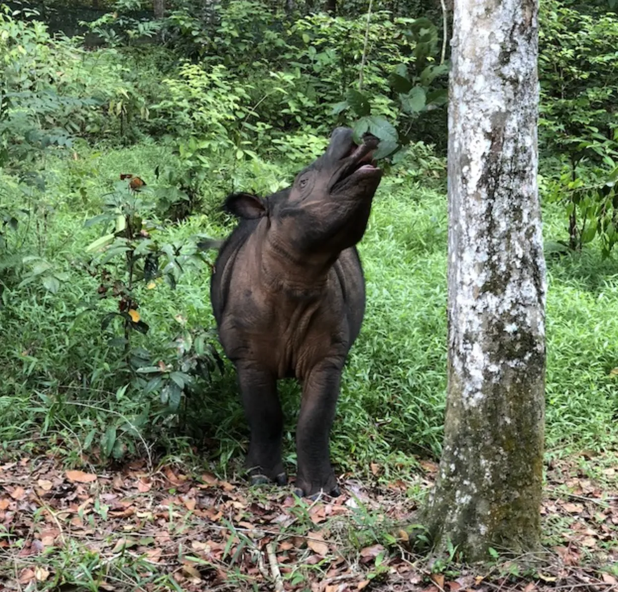 Saving the Sumatran Rhino: Behind the Scenes